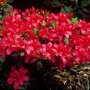 Azalea rood